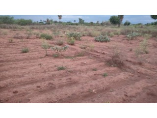 24:Acre agriculture land for sale in near reddiyarchatram, dindigul