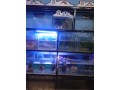 fish-fish-tanks-small-2