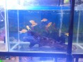 fish-fish-tanks-small-1