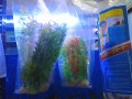 fish-fish-tanks-small-4