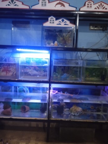 fish-fish-tanks-big-2